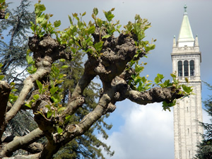 UC Berkeley