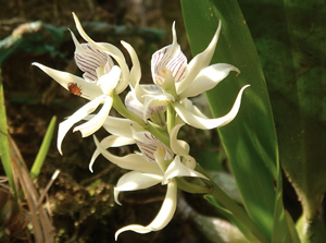 Orchid at the Tapir Lodge